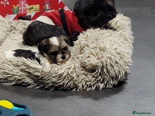 Shih Tzu dogs Beautiful xs tiny Shihtzu male - Advert 2
