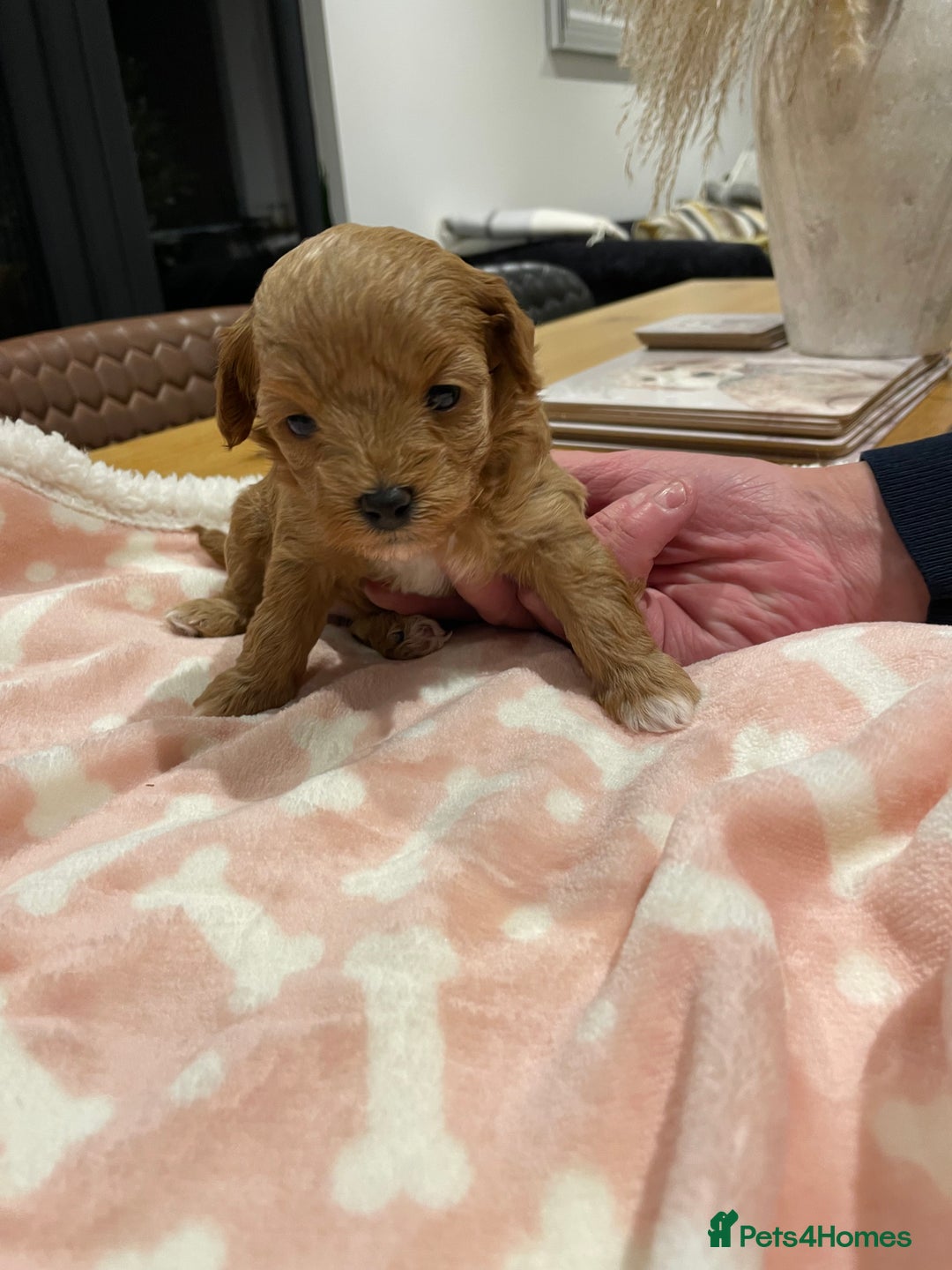 Maltipoo dogs for sale: We have six beautiful Malti-Poo’s - Image 18