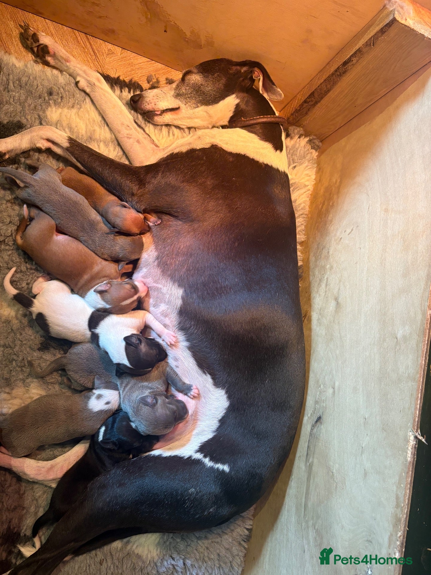 Mixed Breed dogs Whippet cross Italian greyhound - Advert 1
