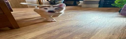 Siberian Husky dogs for sale: Exceptional Siberian Husky x Gsd Puppy - Advert 12