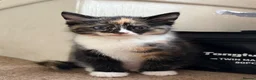 Ragdoll cats for sale: Gorgeous ragdoll cross kittens  - Advert 13