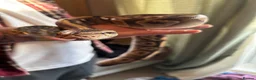 Python Snake reptiles for sale: Female Mojave Royal Python in Sittingbourne - Advert 30