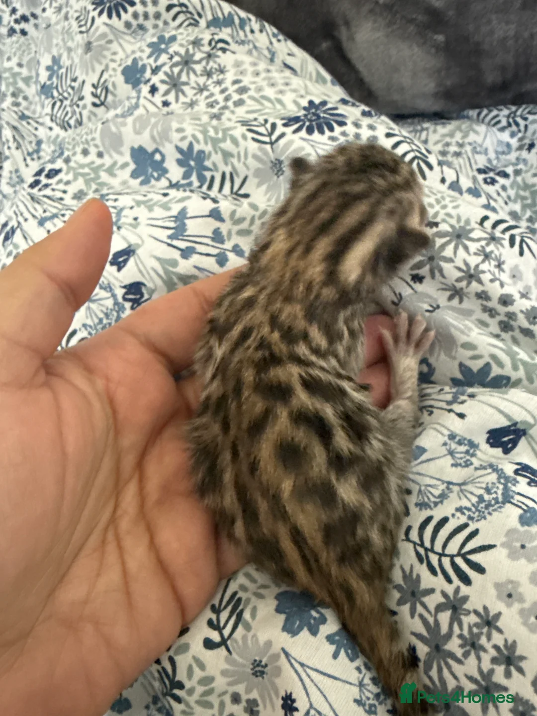 Bengal cats for sale: ✨ Exceptional Pure TICA Reg Bengal Kittens ✨  - Advert 10