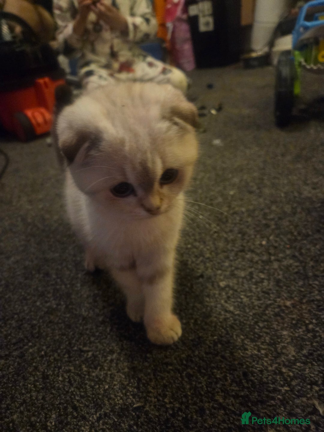 British Shorthair cats for sale: Beautiful kittens ready to go - Advert 5