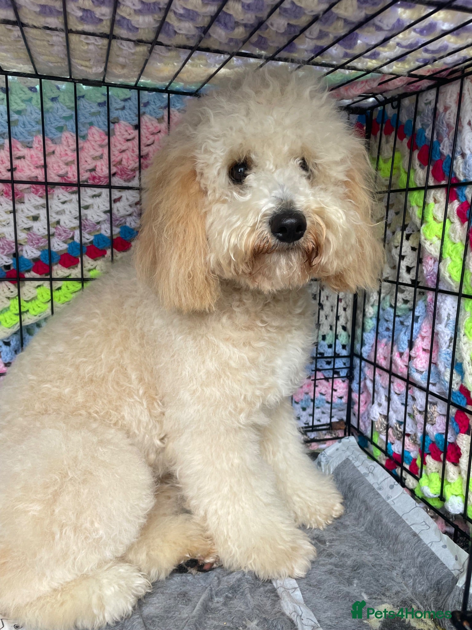 Cavapoo dogs Beautiful Cavapoo puppies  - Advert 3