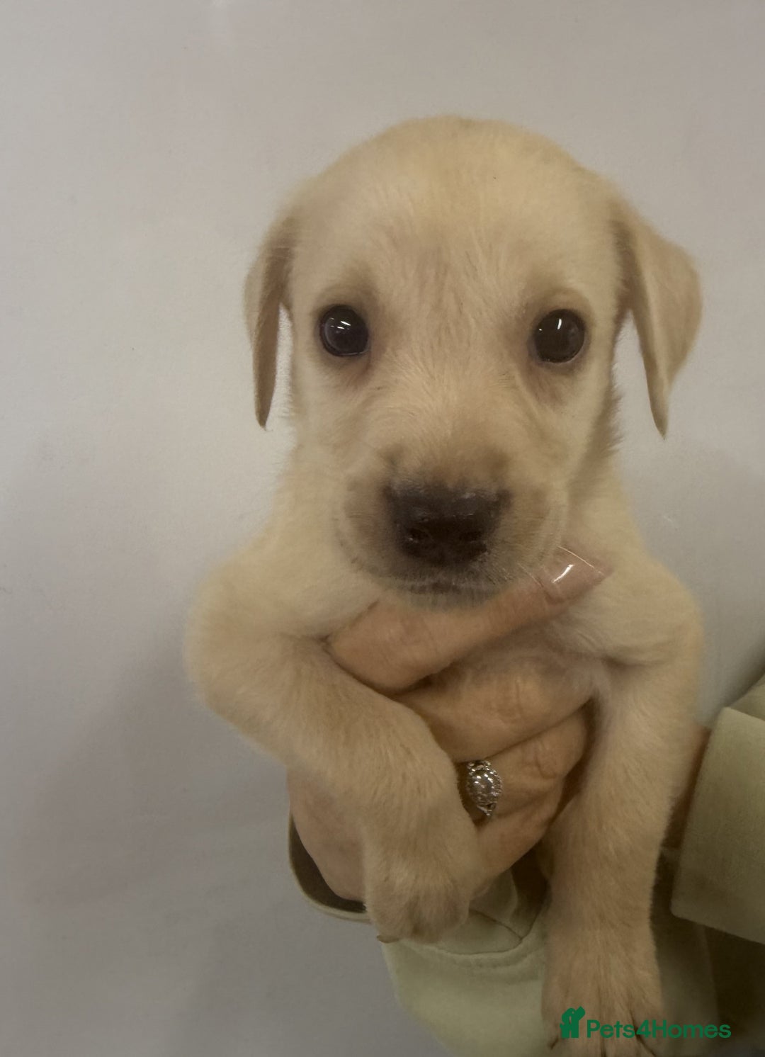 Labrador Retriever dogs for sale: Labrador Puppies For Sale - Advert 12