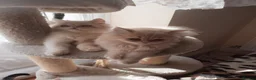 Persian cats for sale: 6 Beautiful Persian Chinchilla Kittens  - Advert 13