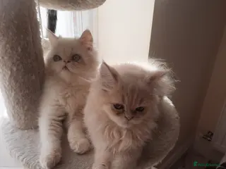 Persian cats 6 Beautiful Persian Chinchilla Kittens - Advert 1