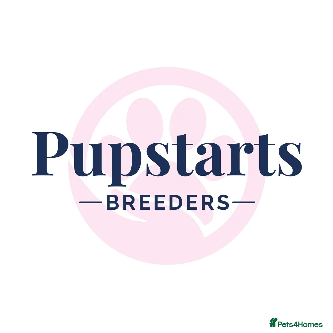 Bedlington Terrier dogs for sale: KC reg, CT clear Bedlington terrier puppies in Wrexham - Advert 8