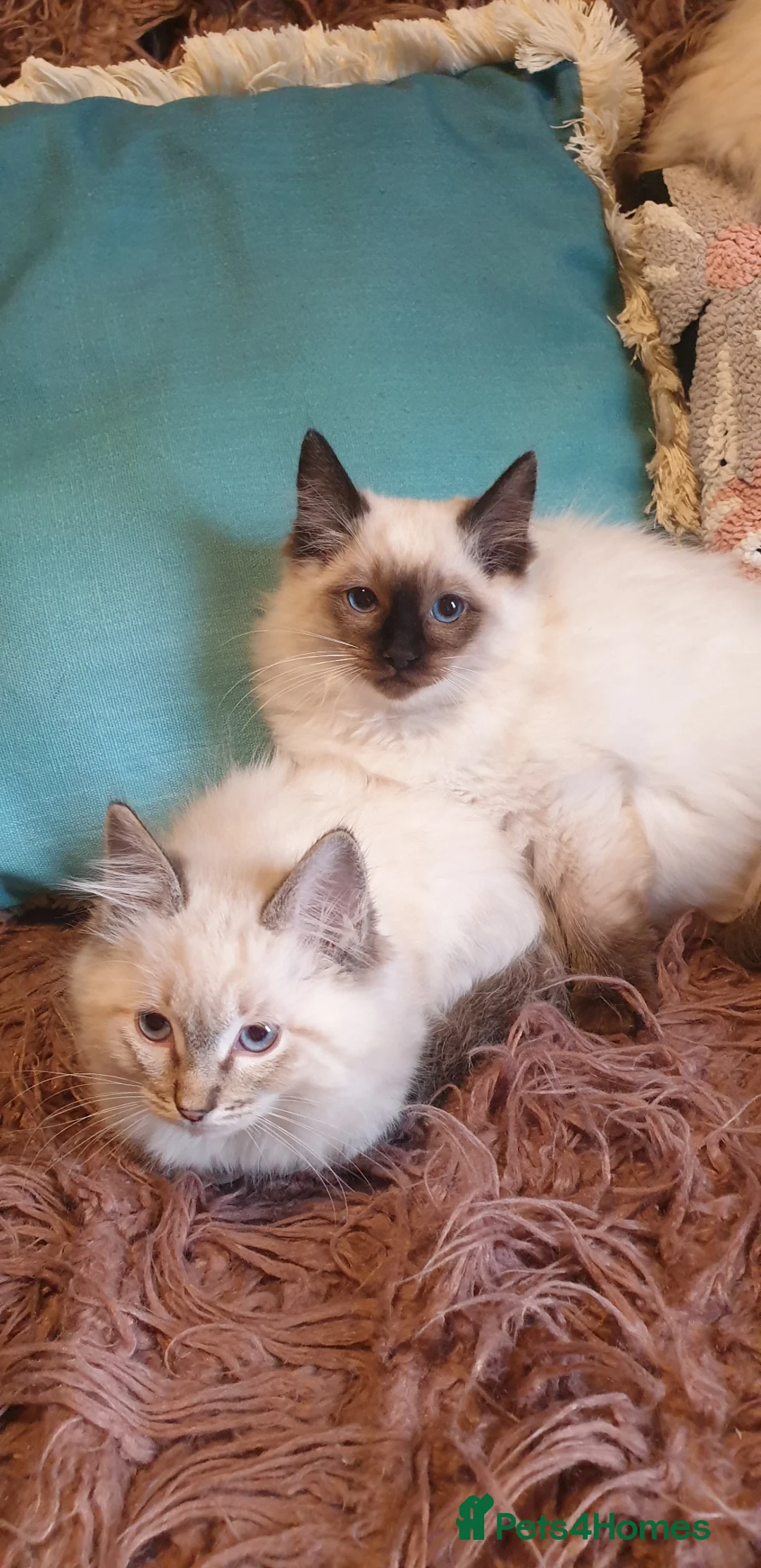 Ragdoll cats for sale: Beautiful GCCF Registered Ragdolls  - Advert 2