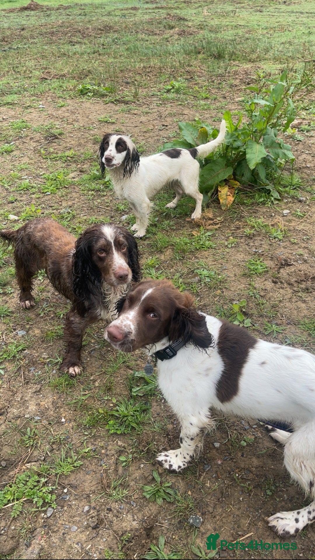Cocker Spaniel dogs for sale:  Cocker Spaniel Puppies – Ready Soon - Advert 6