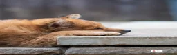 Mixed Breed dogs for sale: Italian Volpino puppies 🦊 - Advert 5