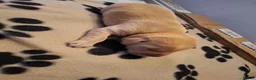Labrador Retriever dogs for sale: Beautiful Kennel Club Registered Labrador Puppies in Ayr - Advert 19
