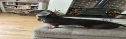 Miniature Dachshund dogs for stud: Miniture dachshund for stud  in Chesterfield - Advert 2