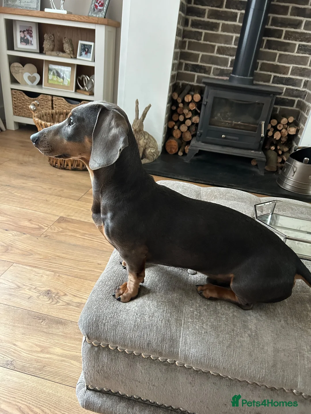 Miniature Dachshund dogs for stud: Miniture dachshund for stud  in Chesterfield - Advert 2