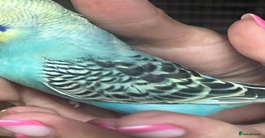 Budgerigars birds - Advert 9
