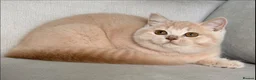 British Shorthair cats for sale: Beautiful cream boy available  - Advert 4