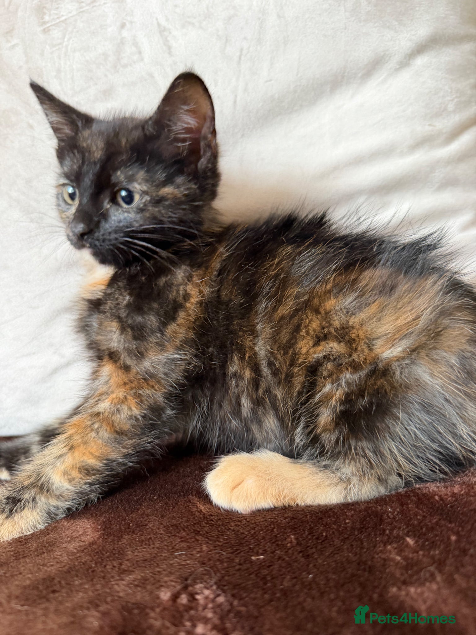 Mixed Breed Kitten 2