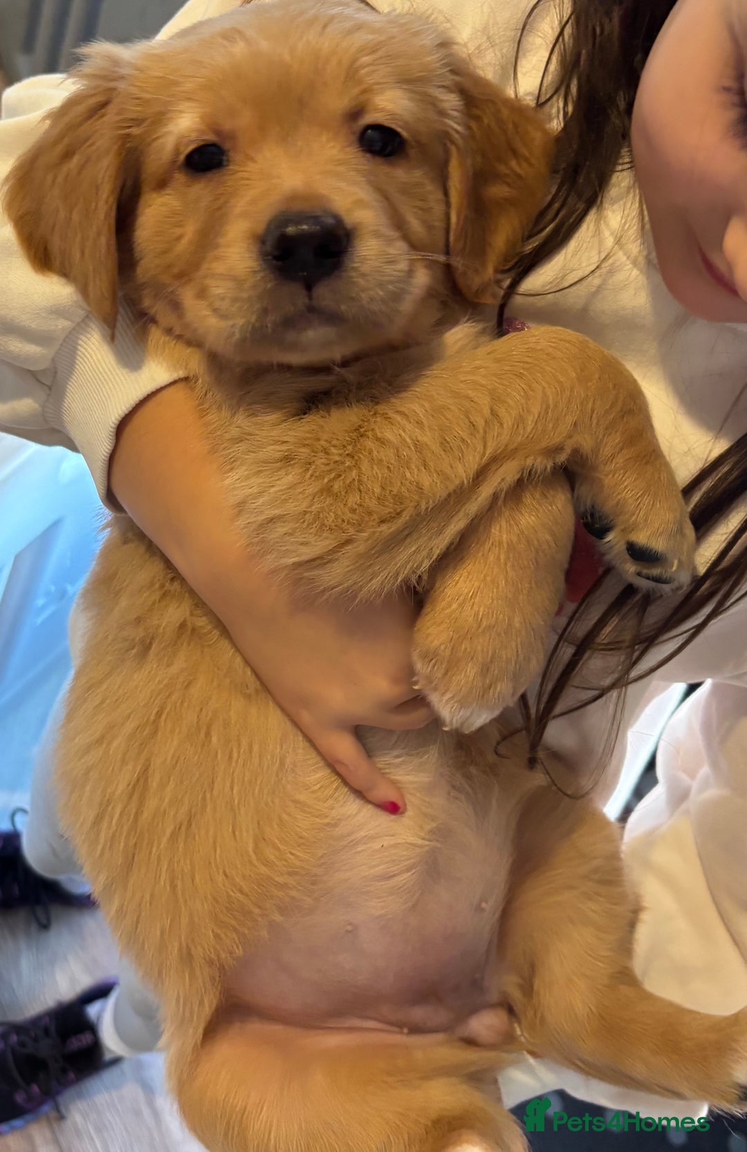 Golden Retriever dogs for sale: Beautiful Golden Retriever puppies  - Advert 23