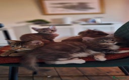 British Shorthair cats for sale: Kittens  - Image 4