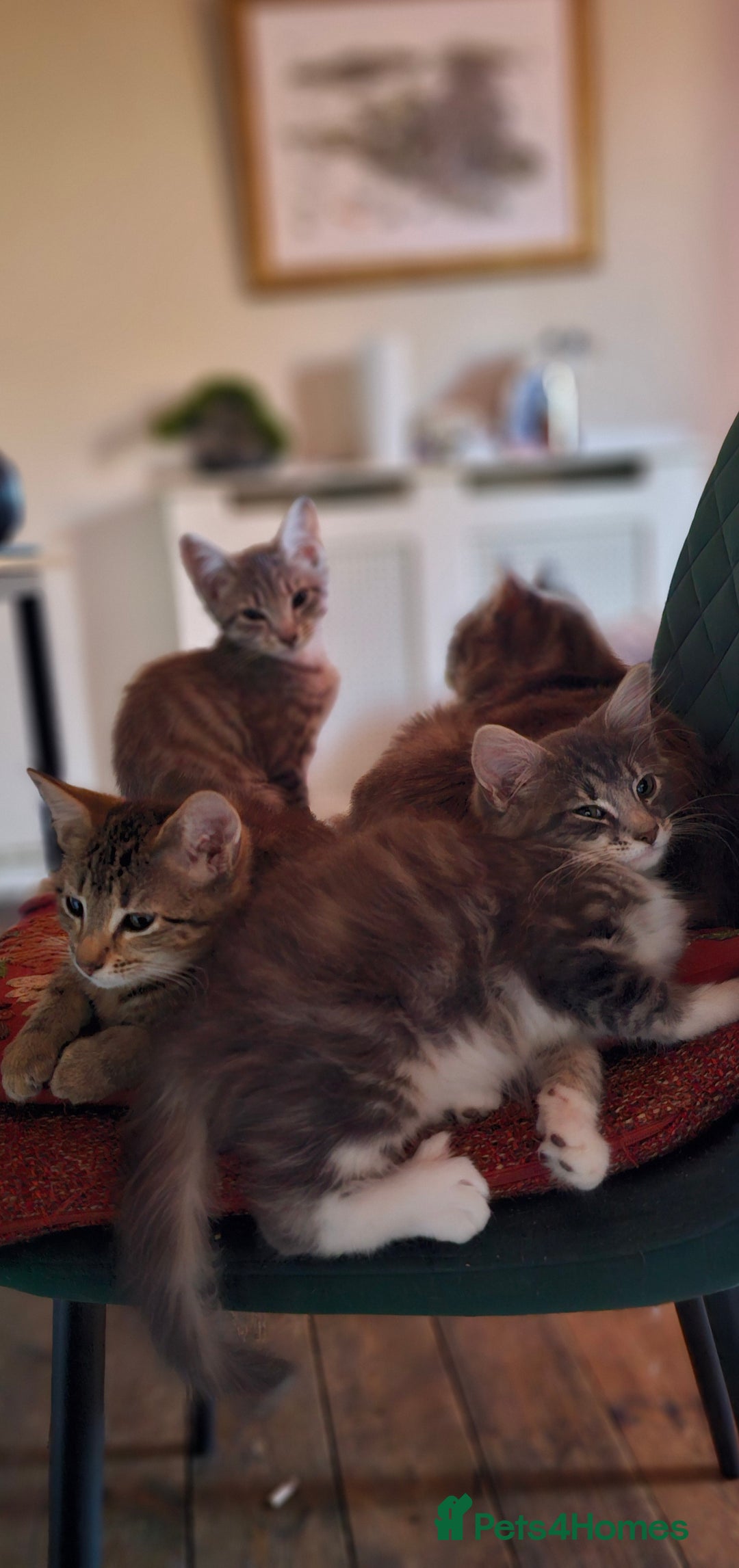 British Shorthair cats for sale: Kittens  - Image 4
