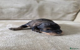 Toy Poodle dogs for sale: KC Tiny Perfect phantom poodles + colours  - Image 2