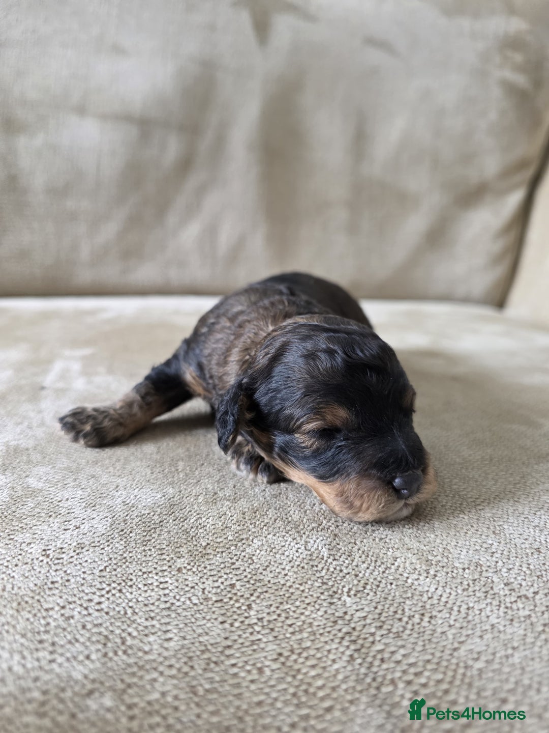 Toy Poodle dogs for sale: KC Tiny Perfect phantom poodles + colours  - Image 2