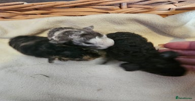 Guinea Pig rodents in Blackpool - Advert 4