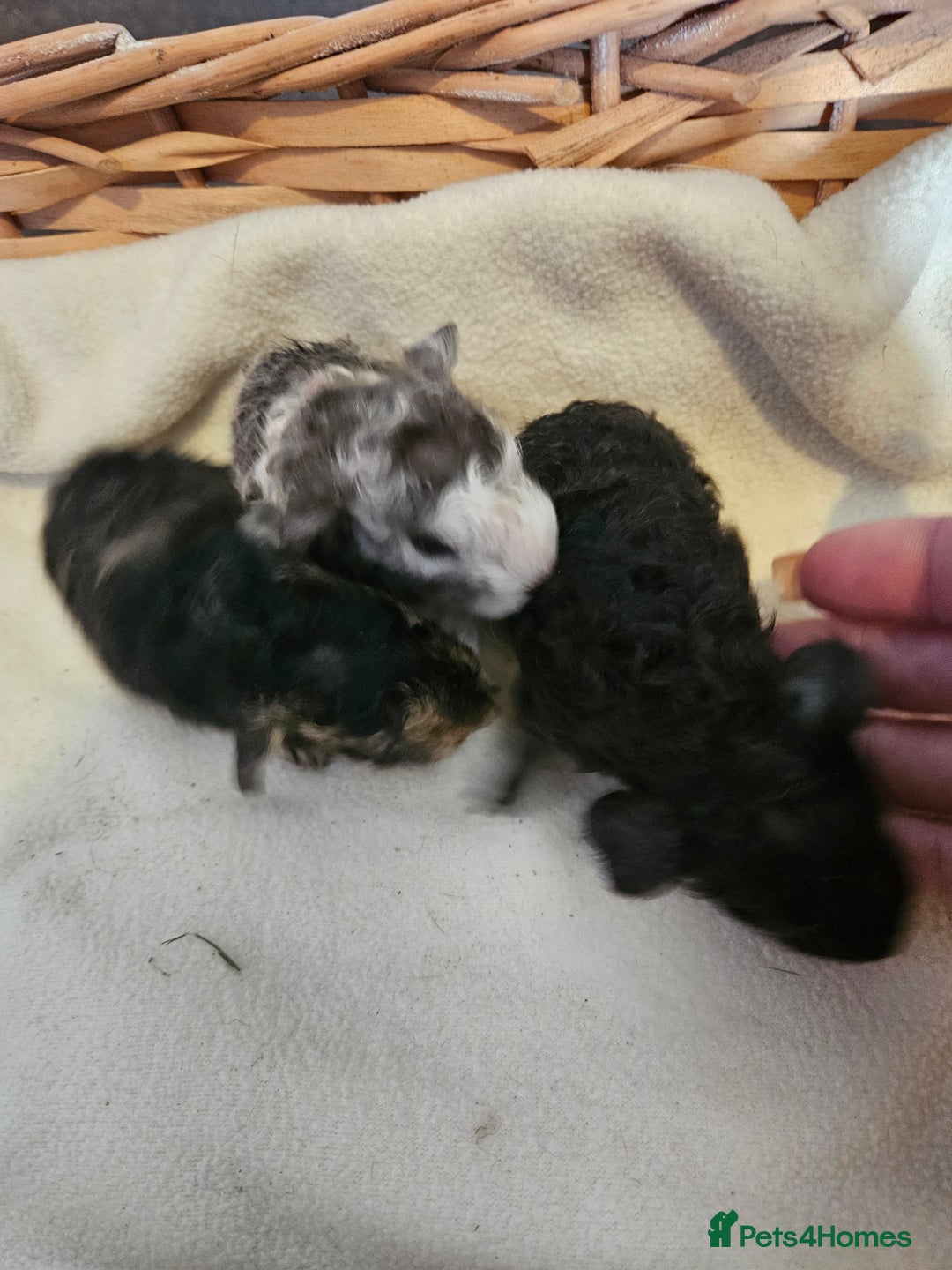 Guinea Pig rodents for sale: Mix of guinea pigs for sale  in Blackpool - Image 2