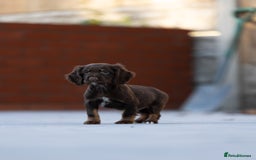 Cocker Spaniel dogs for sale: Cocker spaniel puppies  - Advert 3