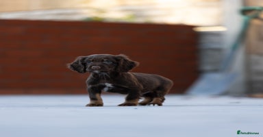 Cocker Spaniel dogs Cocker spaniel puppies  - Advert 3