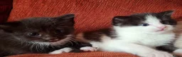 Mixed Breed cats for sale: Beautiful baby kittens.  in Larbert - Advert 29