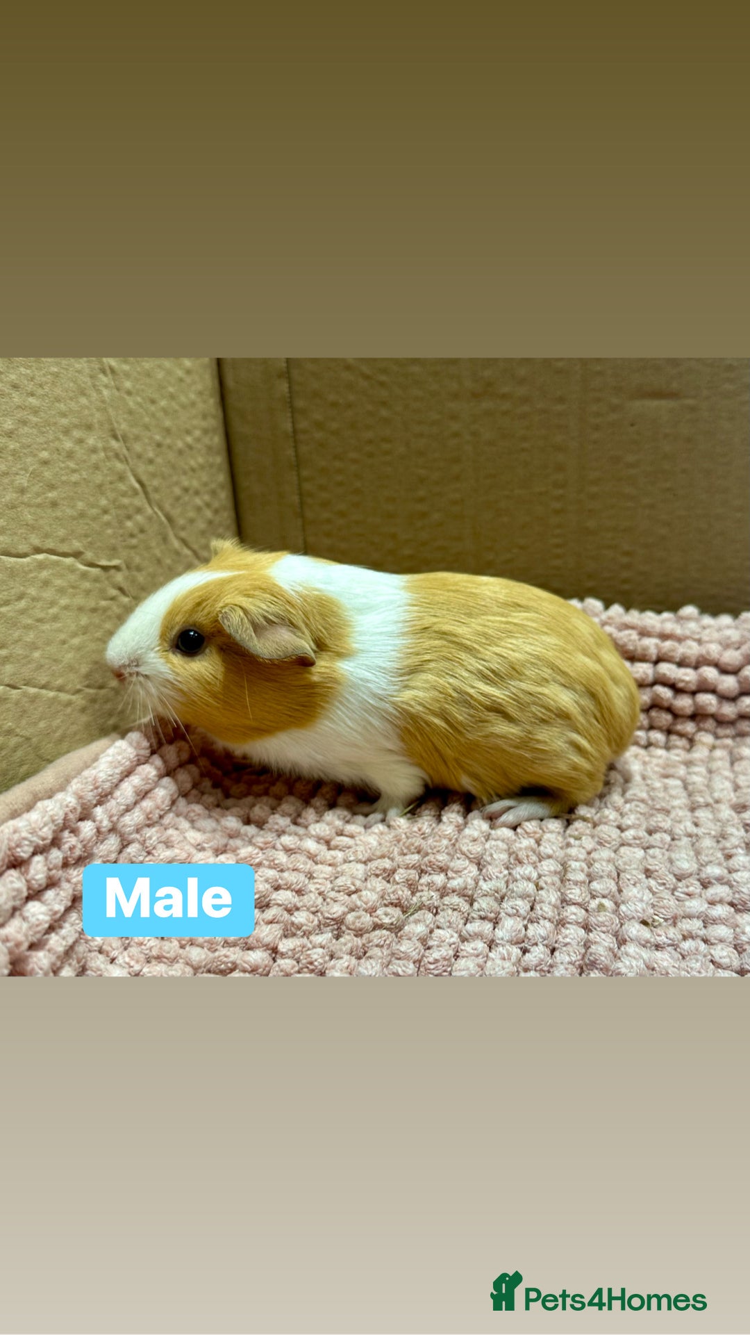 Guinea Pig rodents for sale: Young Guinea pigs  - Advert 17