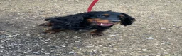Cocker Spaniel dogs for sale: KC Registered Working Cocker Spaniel Puppies - Advert 10