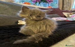 Bengal cats for sale: Bengal Cross and Blue Long haired boy - Image 11