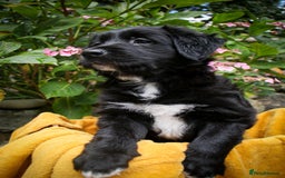 Mixed Breed dogs for sale: 3 x Border collie cross retriever pups - Image 18