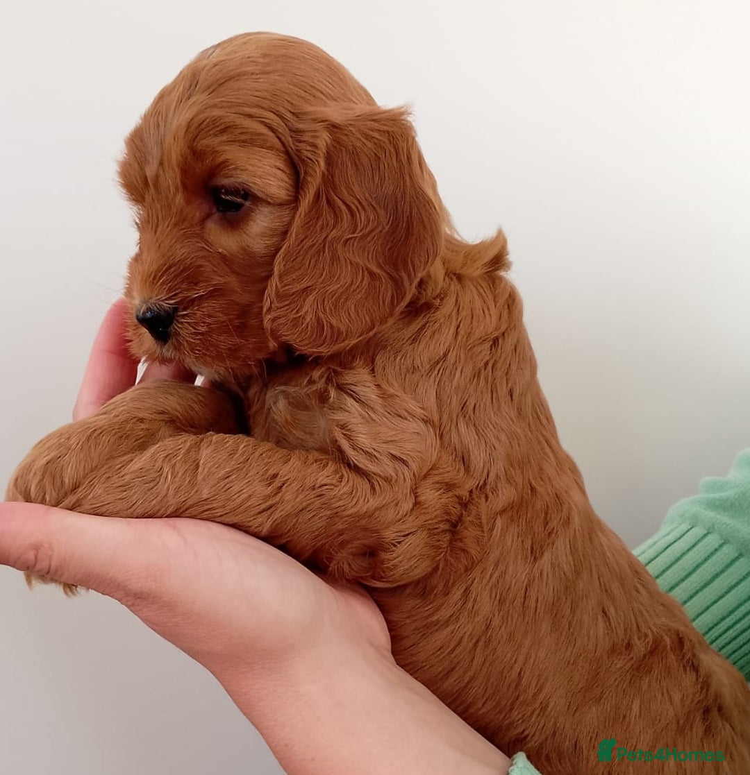 Cockapoo dogs for sale: Stunning F1 Red Miniature - Health Tested Parents - Image 20