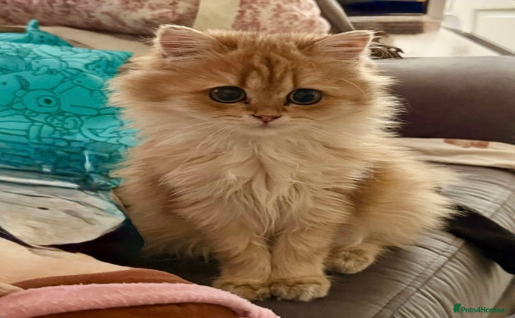 British Longhair cats - Advert 11