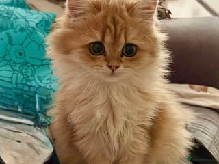 British Longhair cats - Advert 23