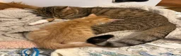 Domestic Shorthair cats for sale: Kittens  - Advert 16