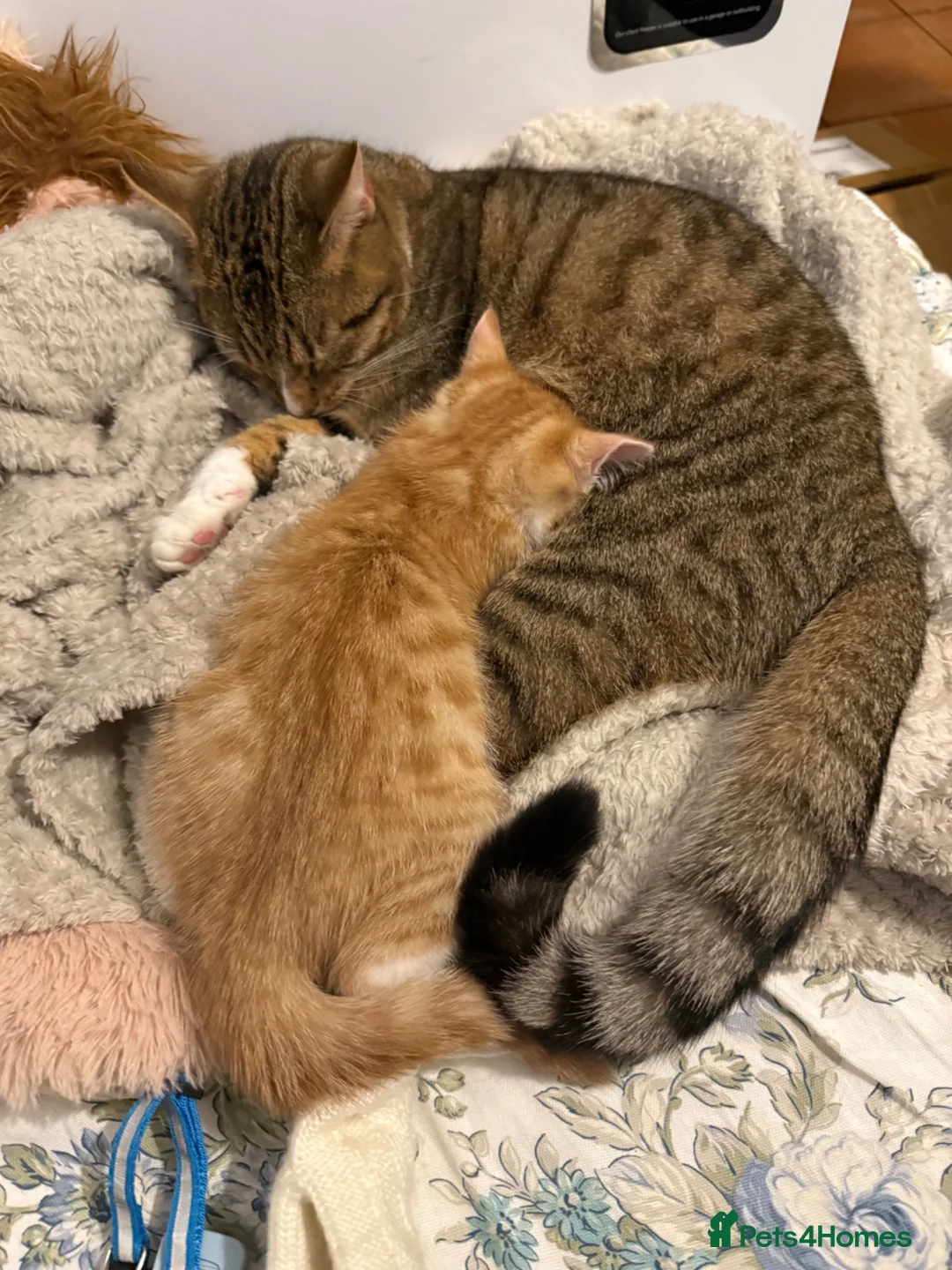 Domestic Shorthair cats for sale: Kittens  - Advert 16