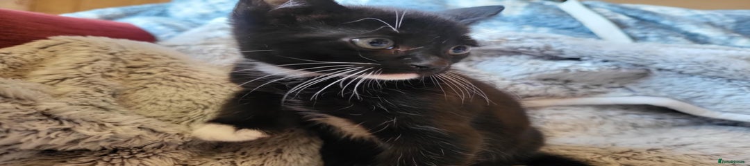 Panther 
