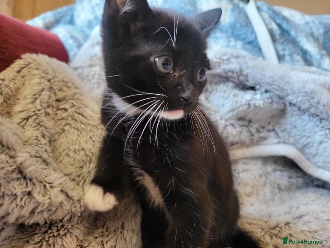 Mixed Breed cats for sale: 4 beautiful little kittens  - Image 19