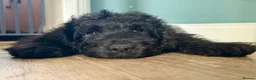 Newfypoo dogs for sale: 8 Beautiful F1 Newfypoo Puppies  - Advert 19