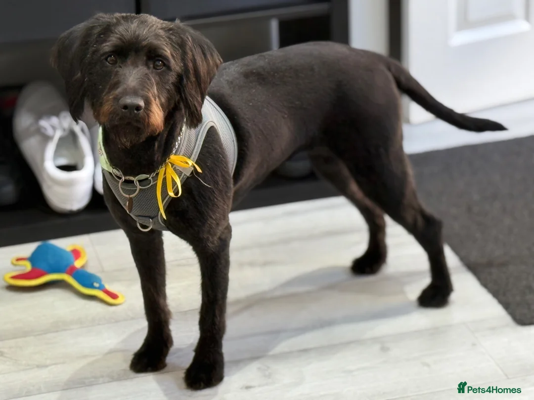 Labradoodle dogs for sale: Bright and loving miniature labradoodle in Bournemouth - Advert 1