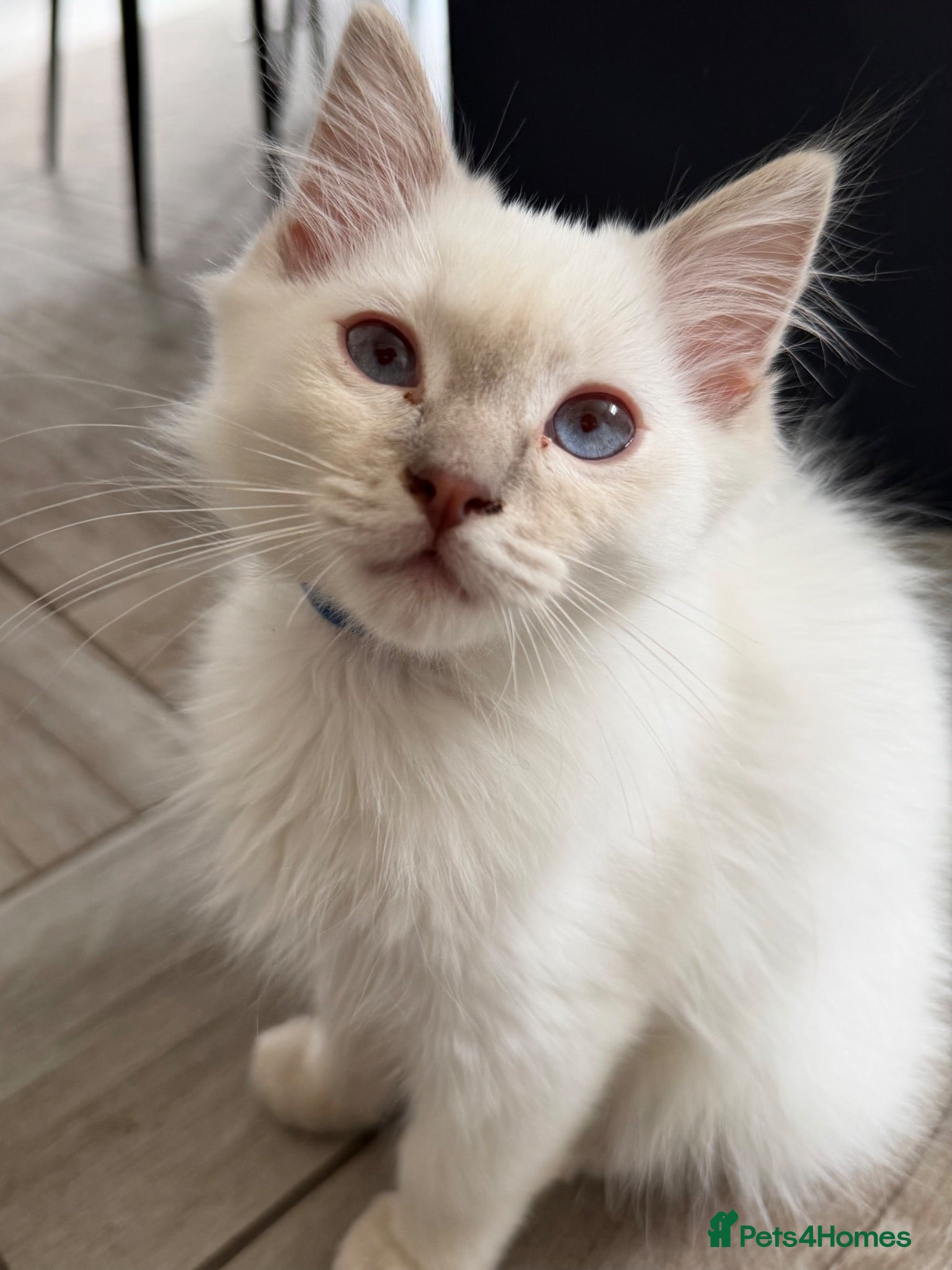 Ragdoll cats     💙 Stunning Pedigree Ragdoll Kittens GCCF - Advert 2