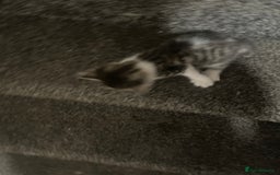 British Shorthair cats for sale: Kittens for sale - Image 1