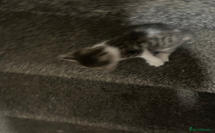 British Shorthair cats - Advert 2