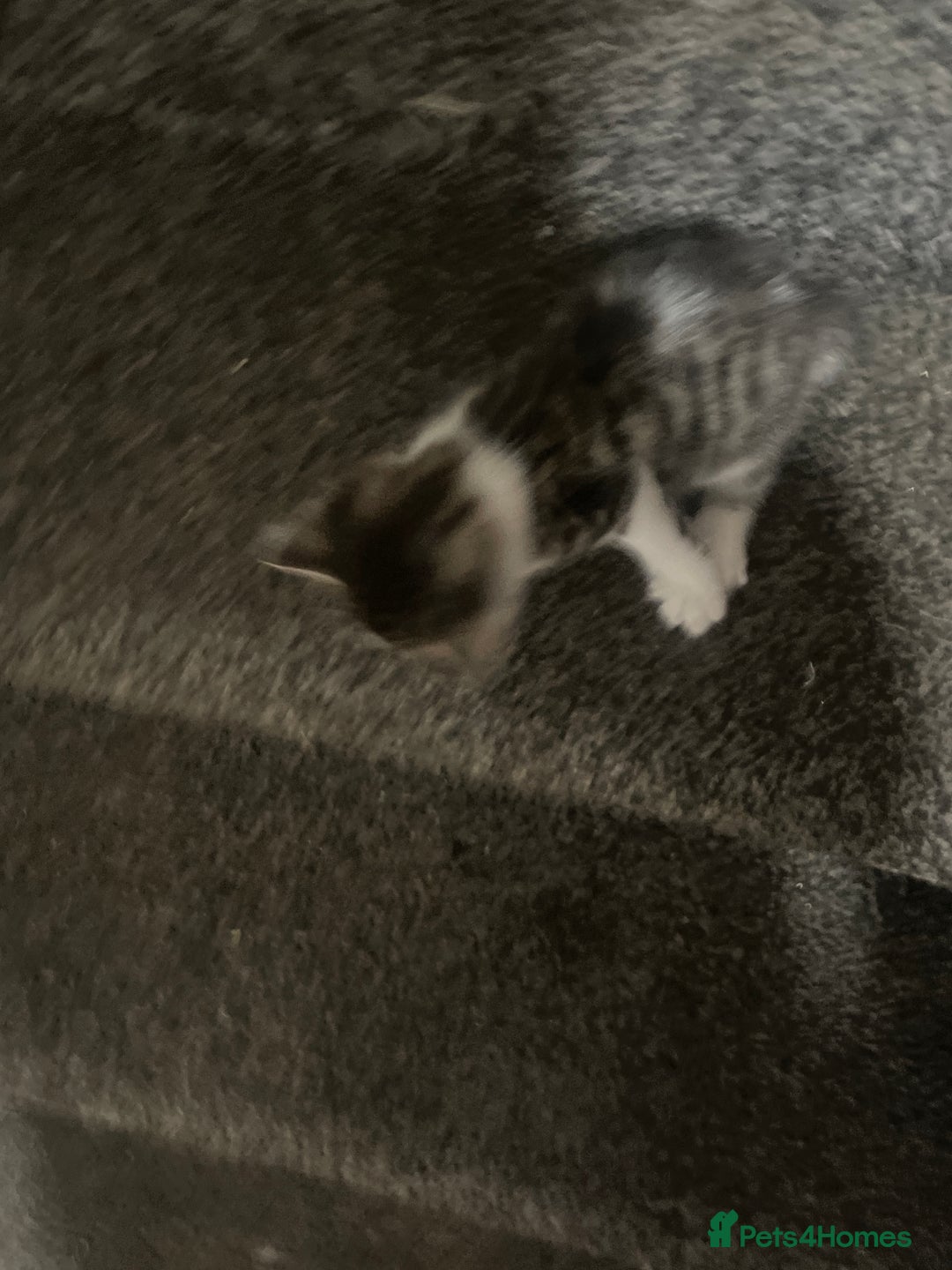 British Shorthair cats for sale: Kittens for sale - Image 1