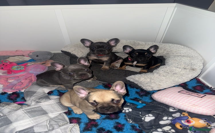 French Bulldog dogs - Advert 14